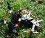 Avatar du membre