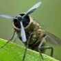 Avatar du membre